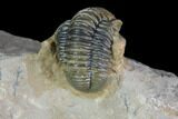Gerastos Trilobite Fossil - Morocco #87563-3